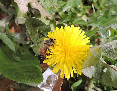 abeja, diente de León, polinización, primavera, amarillo, polen, malas hierbas