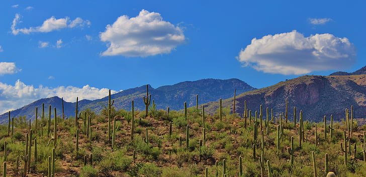 Tuscon, Arizona, desierto, hermosa, paisaje, cactus, naturaleza