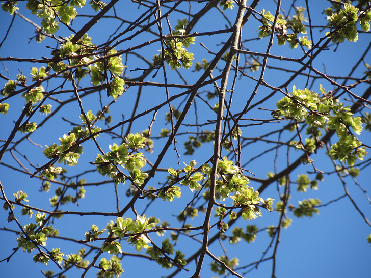 Ulmus glabra, Wych elm, Skotové jilm, strom, Flora, ovoce, větev