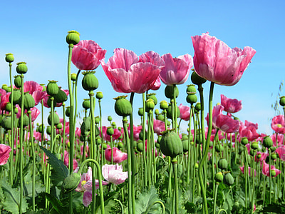 Poppy, opiumsvalmuen, rosa, mohngewaechs, valmue kapsel, valmue blomster, valmuer