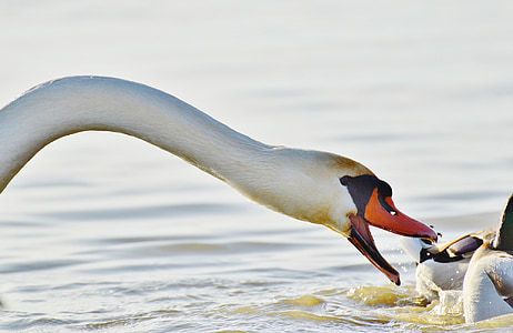 swan, bite, ducks, water, lake constance, animal world, lake