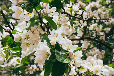 λευκό, λουλούδια, κινηματογράφηση σε πρώτο πλάνο, φωτογραφία, Apple, ομορφιά, λουλούδι