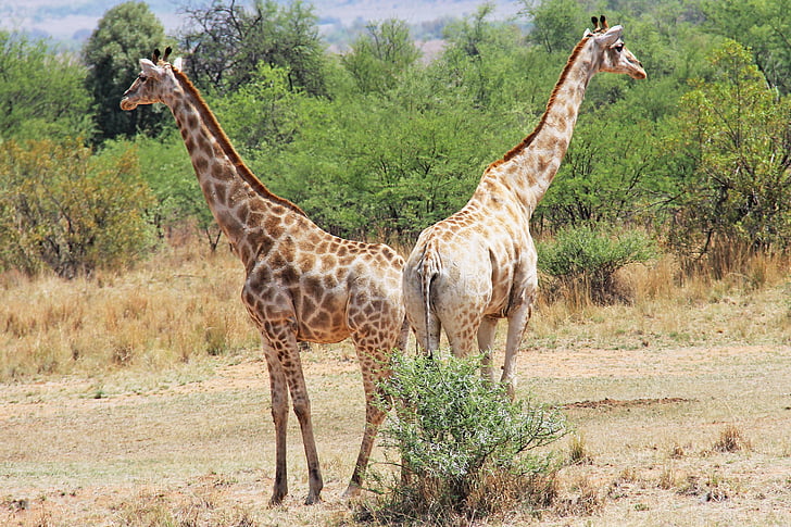 giraffen, spannende, avontuur, Safari 's, schilderachtige, mooie, interessante
