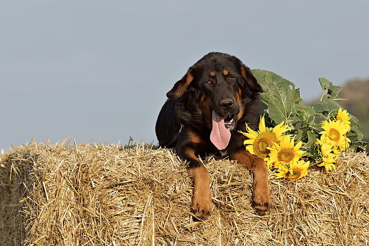 câine, paie, pachet, floarea-soarelui, vara, rasa mastiff, agricultura