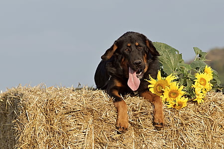 anjing, jerami, Paket, bunga matahari, musim panas, mastiffs, pertanian