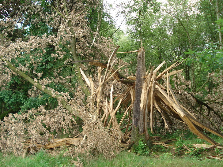 albero, bltzschlag, natura, danni di albero
