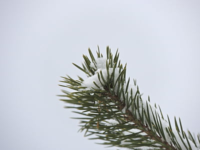 fir, branch, needles, conifer, tree, nature, macro