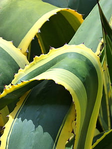 Agave, bicolor, detalizēti, fons, tekstūra, Kaktuss