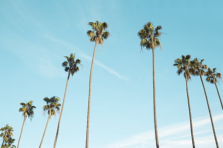 palm trees, upward, tropical, blue sky, tall, spindly, height