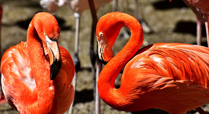 flamingos, bird, colorful, orange, plumage, birds, tierpark hellabrunn