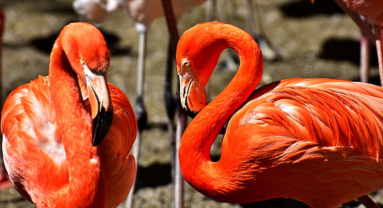 Flamingi, putns, krāsains, oranža, spalvas, putni, tierpark hellabrunn