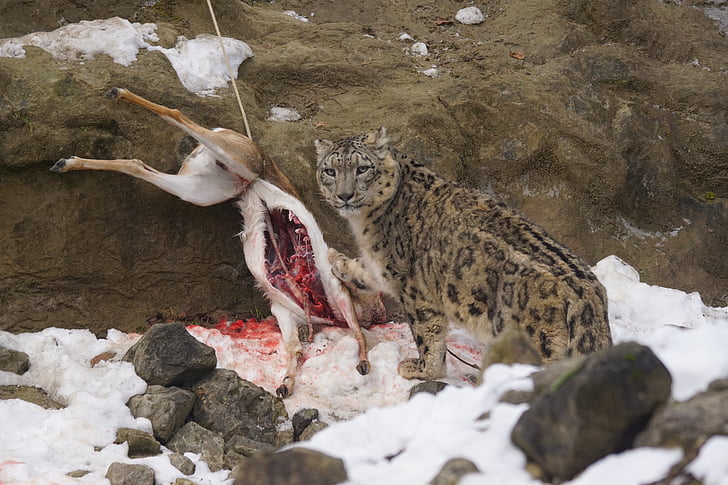 snow leopard, food, eat