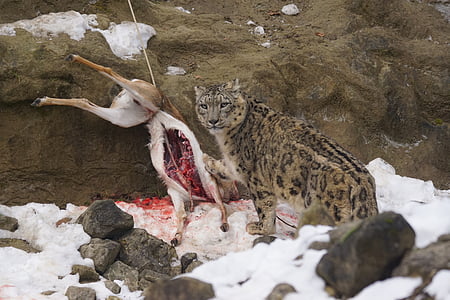 sniego leopardas, maisto, valgyti