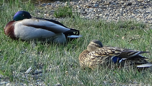 ducks, pair, sleeping, male, female, bird, duck
