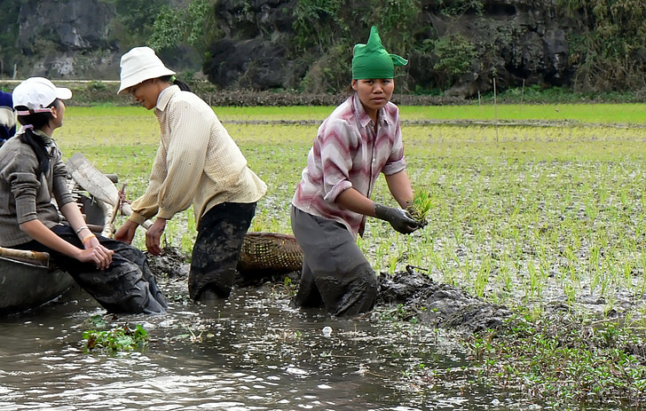 kmeti, Vietnam, Paddy polja, podeželja, kulture, nasada