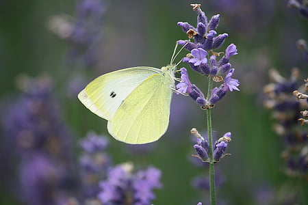 plant, lavender flowers, summer, small cabbage white ling, flower, purple, fragility