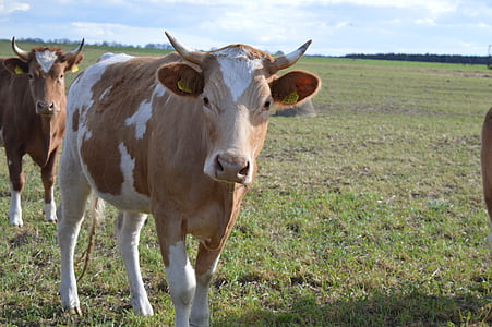 Корова, говядина, крупного рогатого скота Симментальской, Рога, пастбище