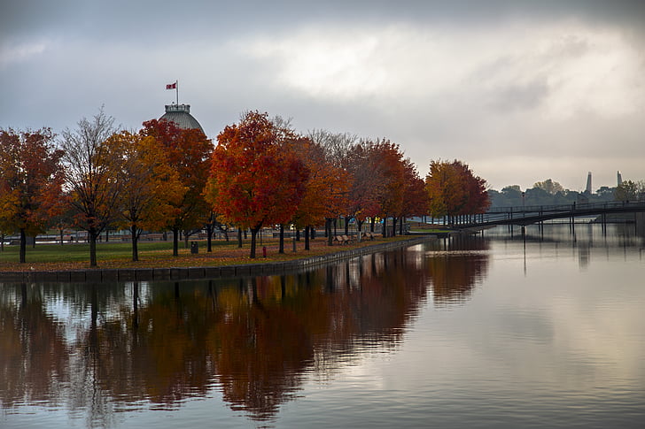 jeseň, stromy, odrazy, Montreal, starý prístav, scenérie, padajúce listy