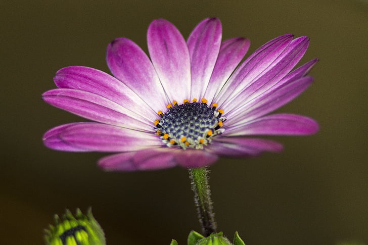 flower, purple, daisy, african daisy, plant, nature, floral