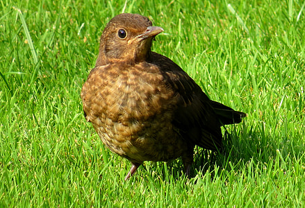 blackbird, bird, meadow, songbird, spring, grass, birds