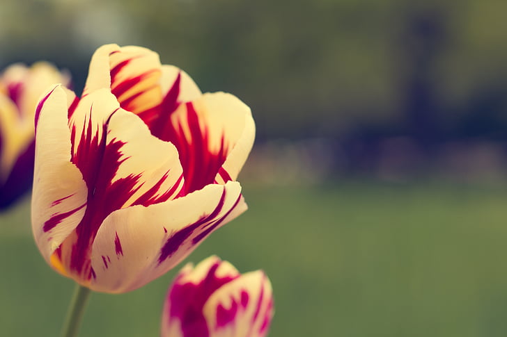 Tulip, rød, sommer, blomster, forårsblomst, blomsterhave, schnittblume