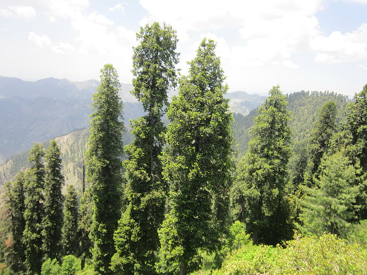 Pakistan, naturen, skogen, träd, barrträd, granar, träd