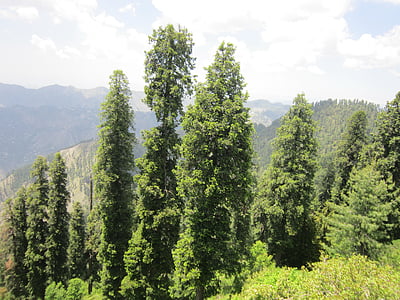 Pakistan, nature, Forest, arbres, conifères, sapins, arbre
