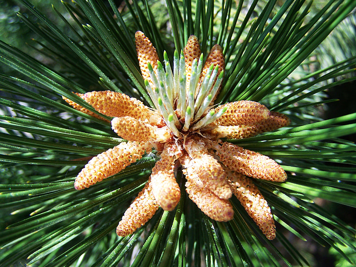 pine shoots, spring, nature
