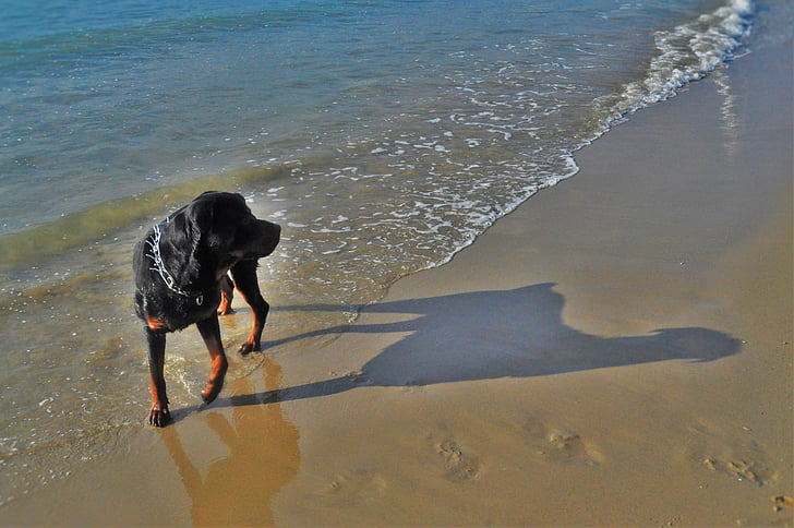 gos, Mar, platja, l'estiu, animal, animal de companyia, gos jugant