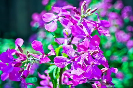 Begonia, gėlė, Ocimum begonia, šviesus, Patalynė augalų, spalva, Dievo akyse