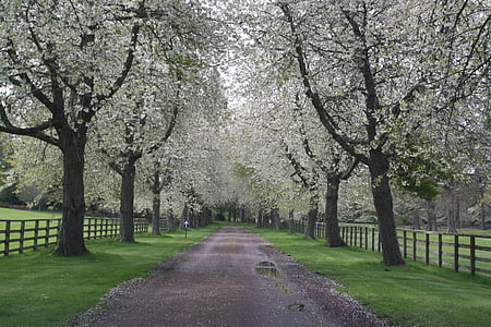 landskap, naturen, träd, Bloom, våren, bort, Road