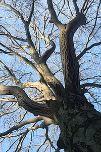 δέντρο, Kahl, αισθητική, κορώνα