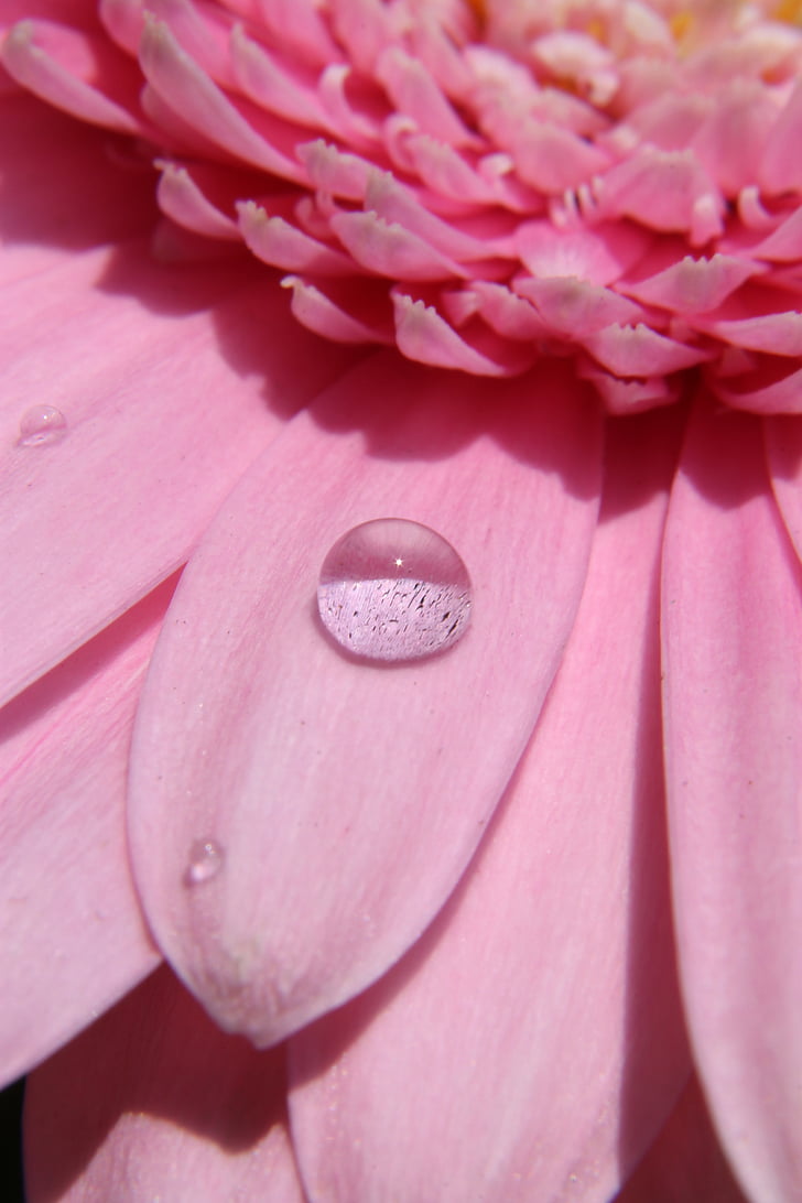 bloem, drop, water, roze, natuur