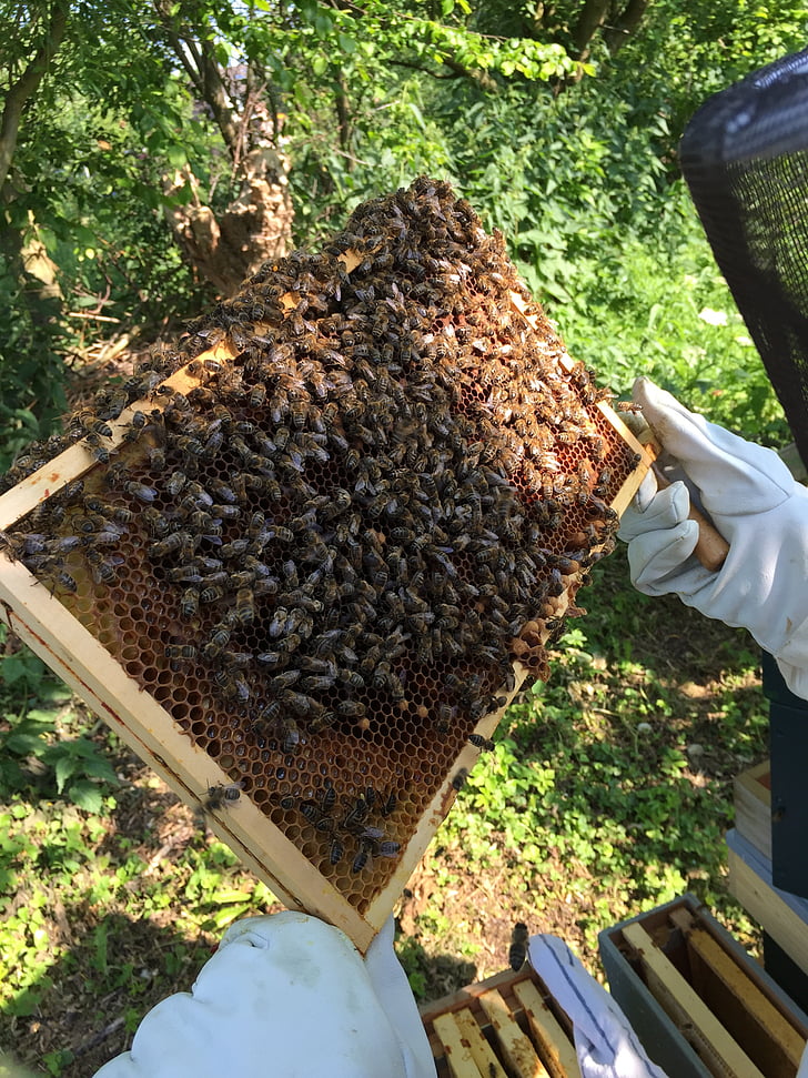 bees, beekeeper, honeycomb