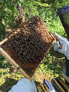 abejas, apicultor, Nido de abeja