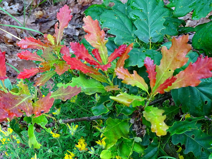 Les, dub, barvy, list, Příroda, podzim, sezóny