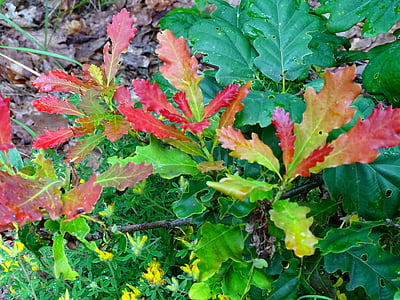 šuma, hrast, boje, list, priroda, jesen, Sezona