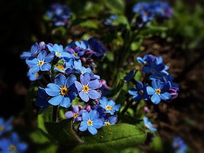 biru bunga, bunga, biru, musim semi, makro, Taman