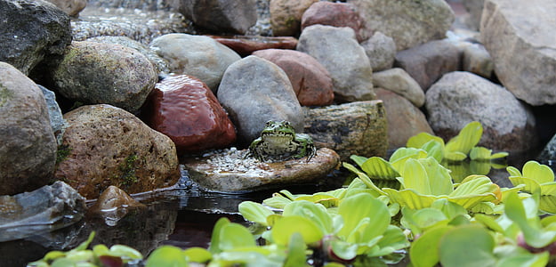 frog, animal, green, pond, water, garden pond, amphibian