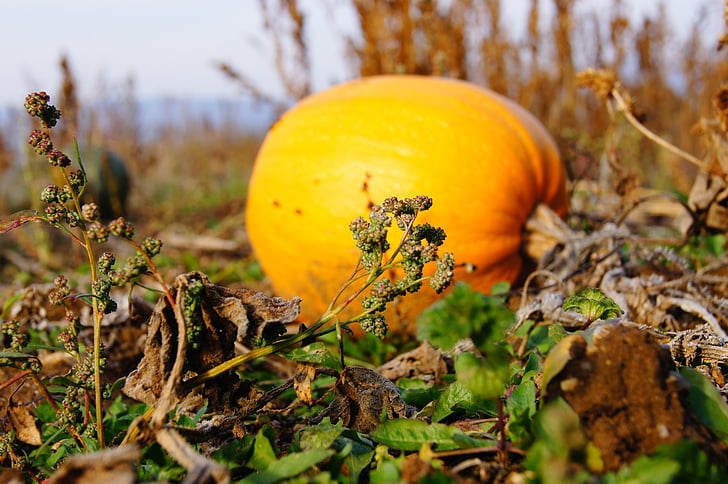 Тыква, Осень, Хэллоуин, овощи, урожай, овощной, оранжевый цвет
