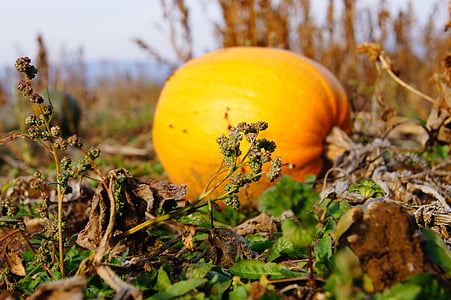 tök, ősz, Halloween, zöldség, betakarítás, növényi, narancssárga színű