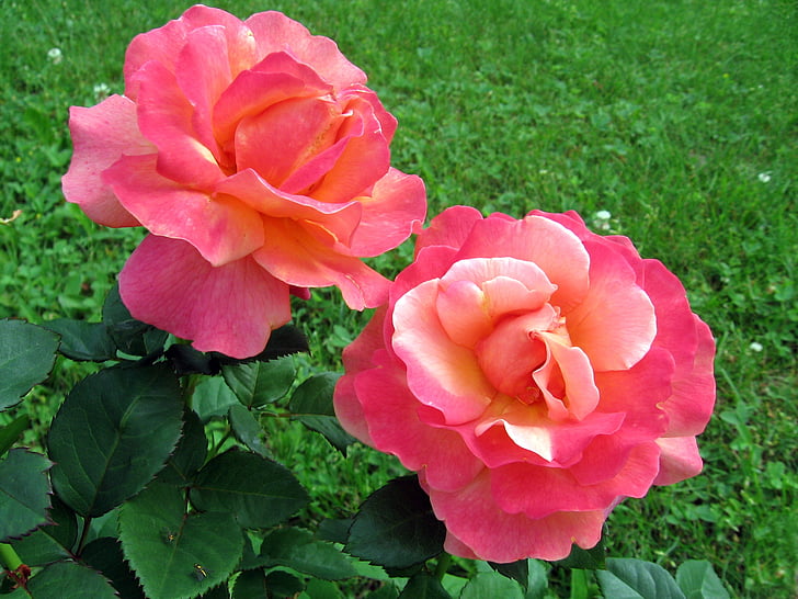 ruusut, kukat, Puutarha, Rosebush, Luonto, Kesän kukat, väriä vaaleanpunainen