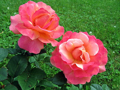 Rosen, Blumen, Garten, Rosenstrauch, Natur, Sommerblumen, Farbe rosa