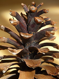 pine cones, tap, brown, wood, cone scales, scale, decoration