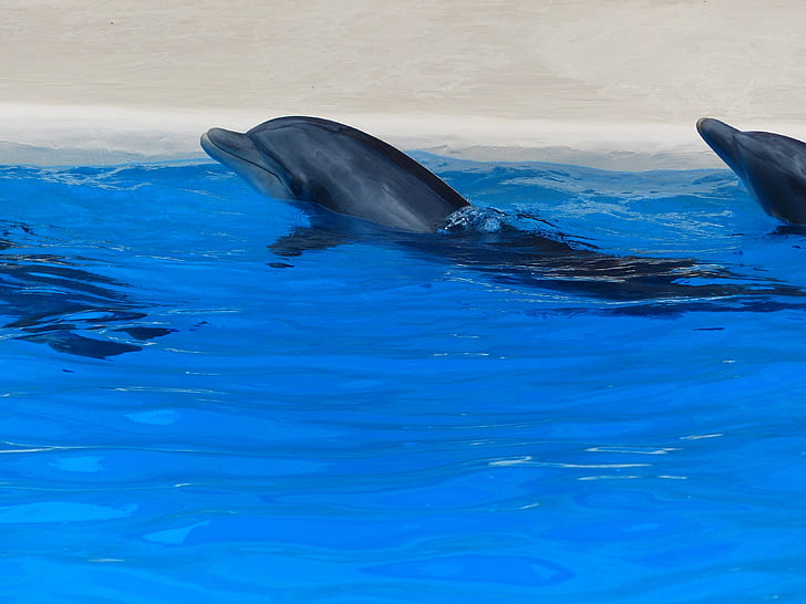 delfiner, delfinshow, demonstration, attraktion, djur Visa, Visa, vatten