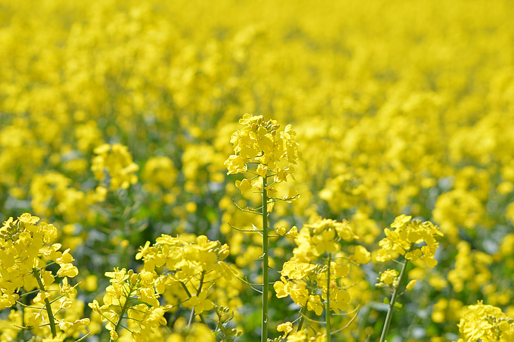 oilseed 강간, 영국, 농업, 지방 종자, 꽃, 자연, 작물