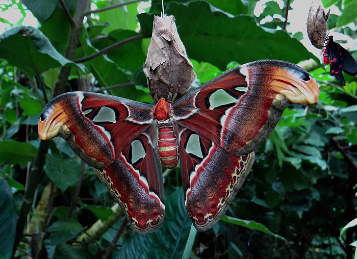 atlas moth, attacus atlas, yellow brown, moth, butterfly, exotic, nature