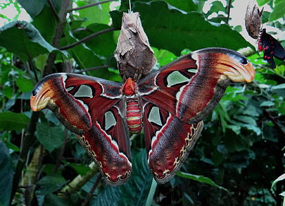 Atlas moth, Attacus atlas, màu vàng nâu, bướm đêm, bướm, kỳ lạ, Thiên nhiên