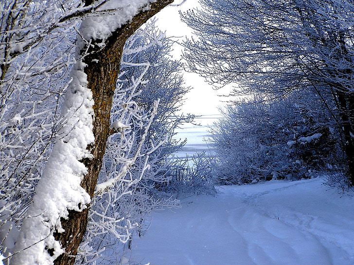 zimné, sneh, chodník, strom
