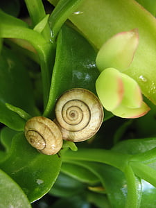 snails, nature, green, animals, spring, plant, leaf